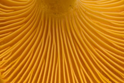 Chanterelle (Cantharellus cibarius), girolle underside showing gill-like ridges, rudimentary