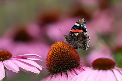 Red admiral (Vanessa atalanta) butterfly adult feeding on a garden Coneflower (Echinacea purpurea)