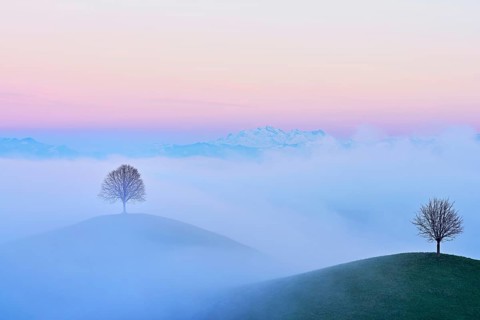 Linden trees (Tilia), in drumlin landscape in the fog, in the light at blue hour, Hirzel, Canton