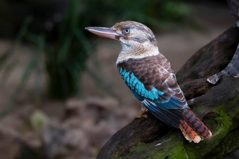 Blue-winged kookaburra (Dacelo leachii), Laughing Hans, Queensland, Australia, Oceania