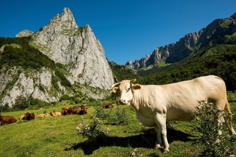 Mountain landscape and cows, Lescun, Département Pyrénées-Atlantiques, Region Nouvelle-Aquitaine,