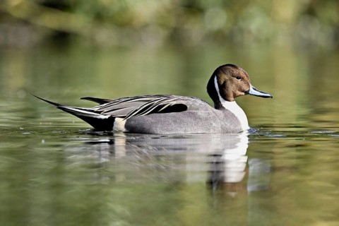 Pintail (Anas acuta), swimming, Switzerland, Europe