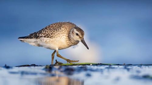 Knot, red knot (Calidris canutus) Transition from breeding to slack dress, snipe bird, foraging on