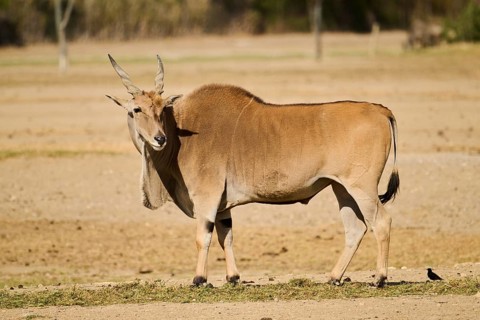 Common eland (Taurotragus oryx) standing in the dessert, captive, distribution Africa