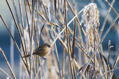 Bearded reedling (Panurus biarmicus) female foraging for reed seeds in frost-covered reed thickets