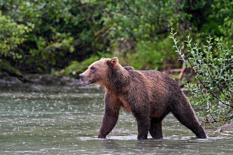 Brown bear (Ursus arctos) walking through the water, Lake Clark National Park, Alaska