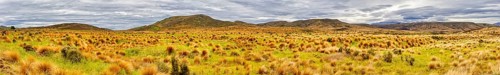 Red Tussock, Grassland, South Island, Otago, New Zealand, Oceania