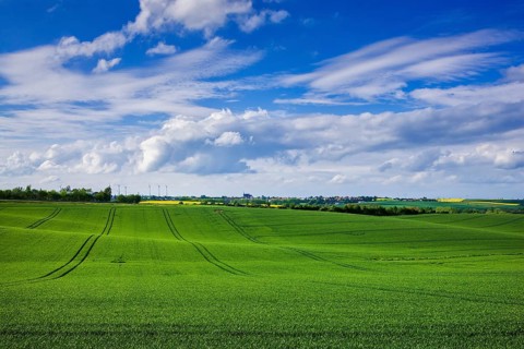 Fields near Lommatzsch