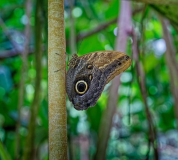 Banana butterfly, Caligo brasiliensis Family (Nymphalidae), Distribution South America