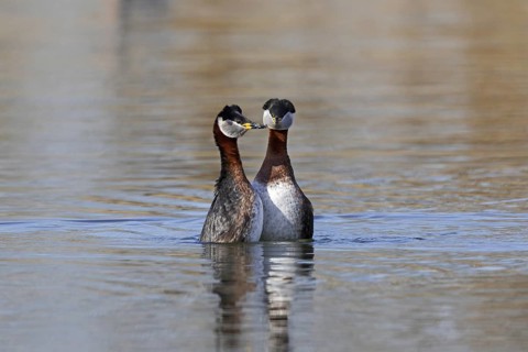 Red-necked grebe (Podiceps grisegena) (Podiceps griseigena) couple displaying during mating ritual