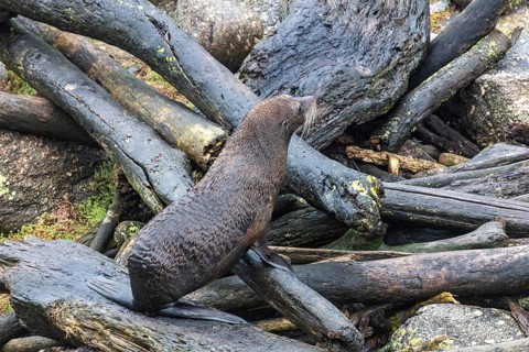 Pinnipeds (Pinnipedia), Colony, Cape Foulwind, New Zealand, Oceania