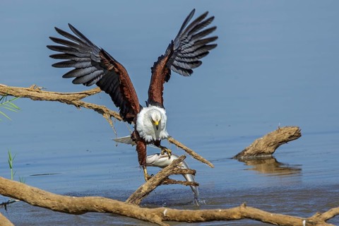 African Fish Eagle (Haliaeetus vocifer), Africa, Zambia, Zambia, hunting, prey, fish, Africa