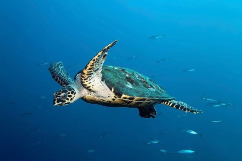 Hawksbill sea turtle (Eretmochelys imbricata) swimming in the open sea through school of fish,