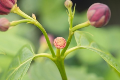 Spice bush (Calycanthus 'Aphrodite'), BS SÃ¤mann, Germany, Europe