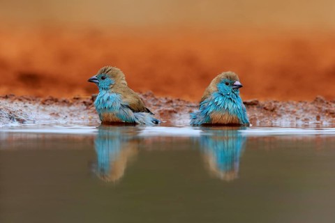 Angolan butterfly finch (Uraeginthus angolensis), blue-eared butterfly finch, adult, two birds, at