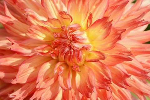 Dahlia 'Snoho Wonder' (Dahlia Hybride), detail of flower, ornamental plant, North Rhine-Westphalia,