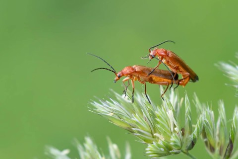 Common red soldier beetle (Rhagonycha fulva) two adult insects mating on a grass flower head,