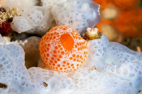 Sea squirt colony, Vis Island, Mediterranean Sea, Croatia, Europe