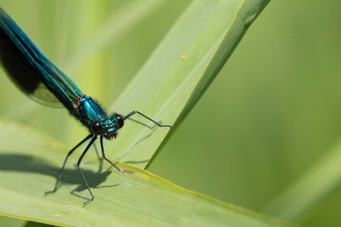 Banded demoiselle damselfly (Calopteryx splendens) adult male insect resting on a reed leaf in the