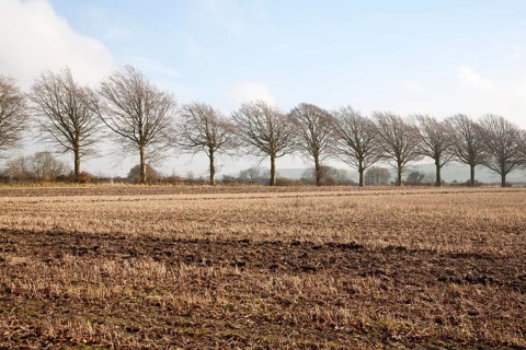 A line of leafless winter trees on field boundary, near Wroughton, Wiltshire, England, UK