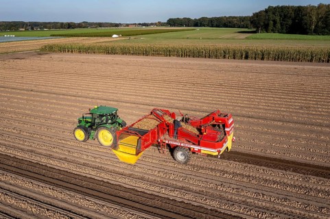 Potato harvesting, so-called split harvesting method, first the tubers are taken out of the ground
