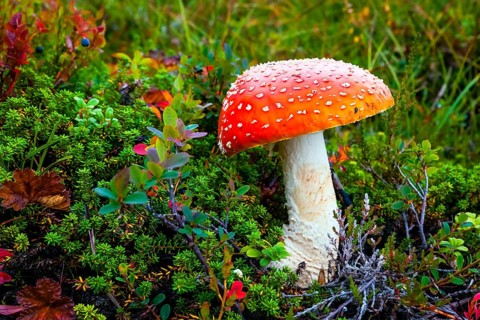 Fly agaric (Amanita muscaria), poisonous mushroom, Celle, Lower Saxony, Federal Republic of Germany