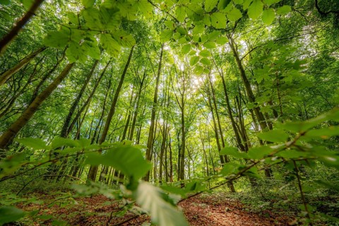 Beech forest at the Felsenmeer in Hemer, Sauerland, nature reserve, North Rhine-Westphalia,