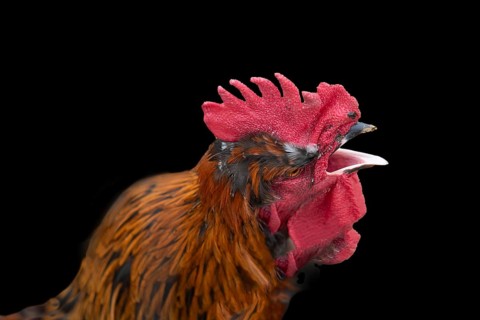 Crowing rooster (Gallus) on a black background, Bavaria, Germany, Europe