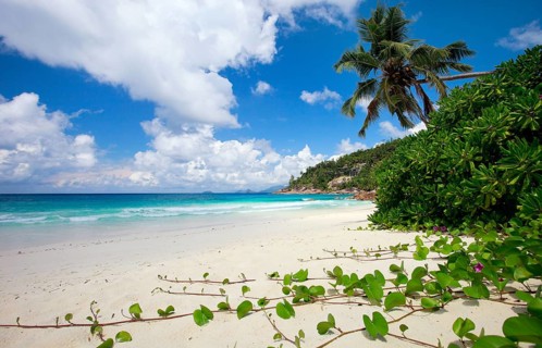 La Digue, Palm tree beach, Seychelles, Indian Ocean, Palm trees, La Digue, Indian Ocean,