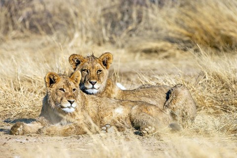 Two female Kalahari lions resting, Panthera leo vernayi), Kalahari, South Africa, Africa