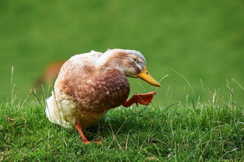 Domestic duck (Anas platyrhynchos domesticus), standing on a meadow, Wildpark Aurach Kitzbühel,
