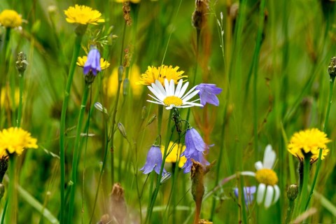 Flowering marguerite (Leucanthemum), colourful flowers and grasses in a wild, natural flower