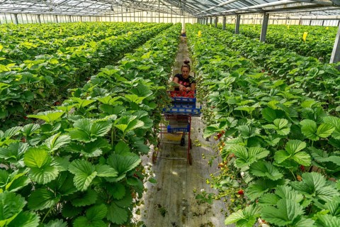 Harvesting strawberries, harvest helper, strawberry cultivation in the greenhouse, young strawberry