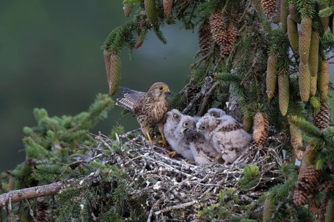 Common kestrel (Falco tinnunculus) at the nest with young birds, Daun, Eifel, Rhineland-Palatinate,