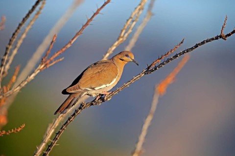 White-winged dove (Zenaida asiatica), adult, in perch, Sonoran Desert, Arizona, North America, USA,