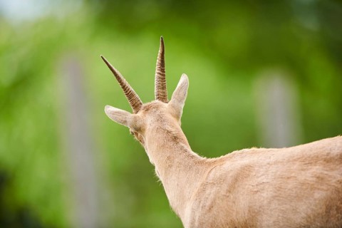 Alpine ibex (Capra ibex) female, back, portrait, wildlife Park Aurach near Kitzbuehl, Austria,