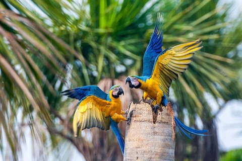 Two blue and yellow macaw (Ara ararauna), South America, Brazil, Pantanal, Pantanal, South America