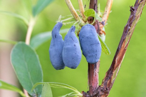 Siberian blueberry (Lonicera cÃ¤rulea 'Siniczka'), White-barked Himalayan birch (Betula utilis