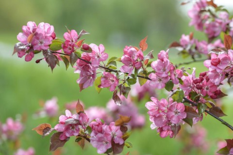 Ornamental apple (Malus 'Rudolph'), GolÃŸen, Brandenburg, Germany, Europe