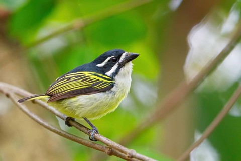 Yellow-rumped Tinkerbird, (Pogoniulus bilineatus), Barbion a croupion jaune, Barbudito culigualdo,