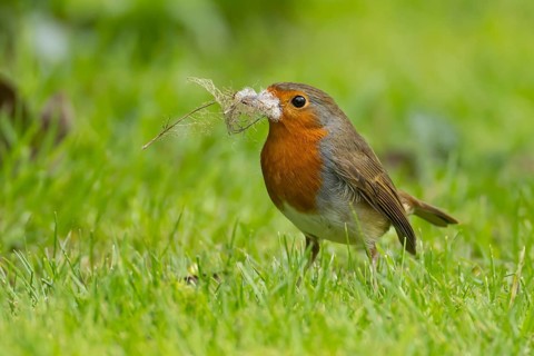 European robin (Erithacus rubecula) adult bird with nesting material in its beak on a garden grass