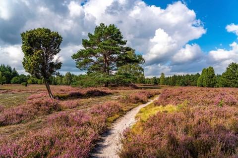 Heather blossom of the heather, in the Büsenbach valley, Lüneburg Heath nature reserve, Lower