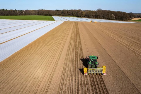 Vegetable cultivation, celery plants are planted in the field with a planting machine,