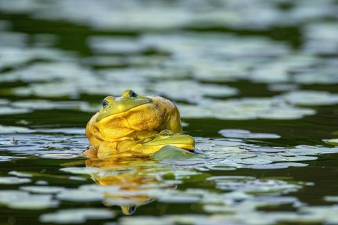 Bull frogs Lithobates catesbeianus. Male bull frogs fighting during the breeding season. La