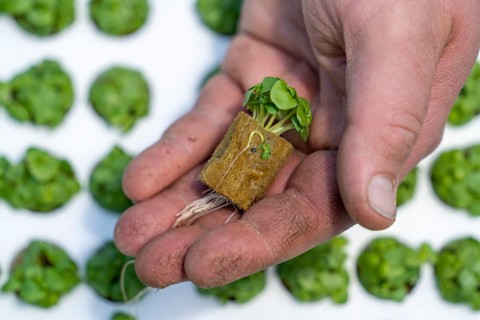 Agriculture, herb gardening, basil young plants, in pressed pots, with growing soil and nutrients,