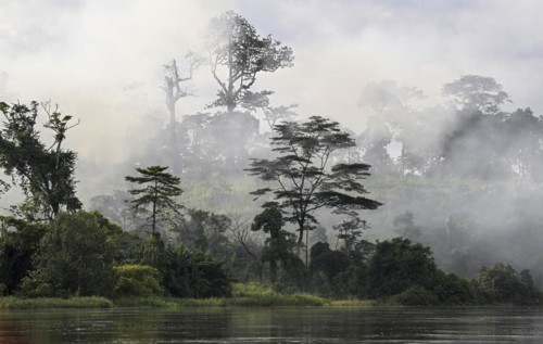 Fog over the rainforest along the Sangha River, Dzanga-Sangha Complex of Protected Areas (DSPAC),
