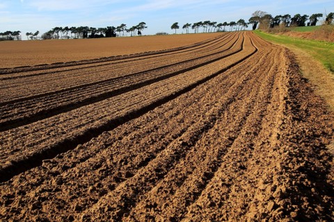 Lines in field brown soil ready for cultivation, Shottisham, Suffolk, England, UK