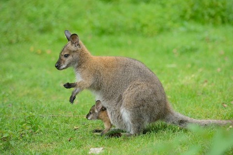Close-up of a tammar wallaby (Macropus eugenii) mother with her youngster on a meadow in spring
