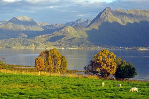 Sheep on a green meadow, fjord, autumn, Vesteralen, Sortland, Norway, Europe