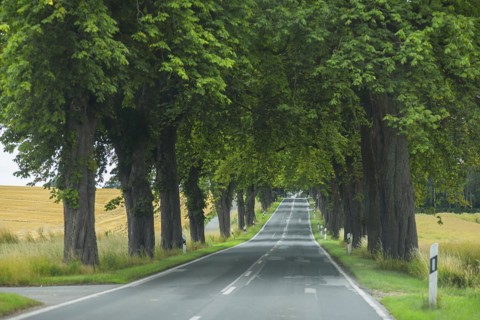 Chestnut avenue (Castanea) on a country road, Mecklenburg-Western Pomerania, Germany, Europe